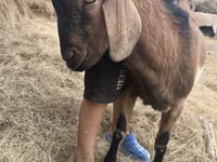 Țap, Alpine goat — foto 2