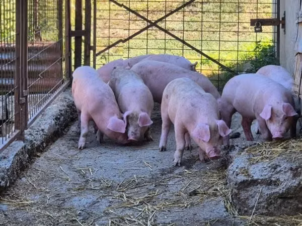 Eber, Schweine
