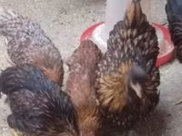Chickens — foto 1
