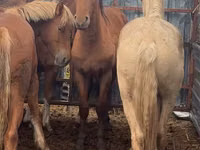 Hengst, New Altai Horse — Foto 3
