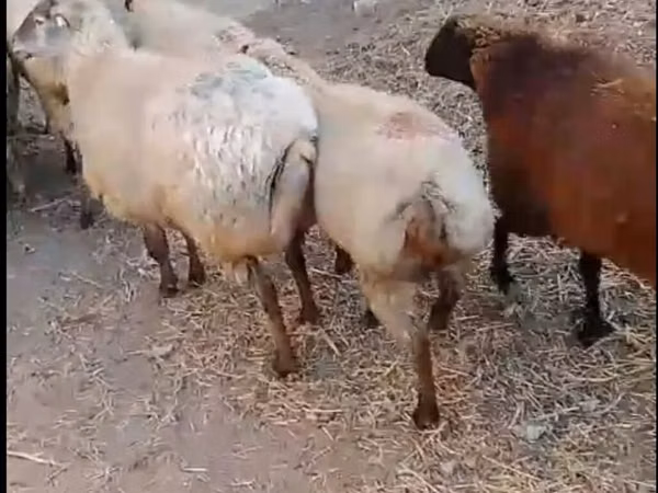 كبش, الأغنام