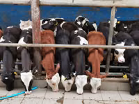 公牛, Simmental cattle — 照片 2