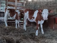 Bulle, Limousin-Kuh — Foto 2
