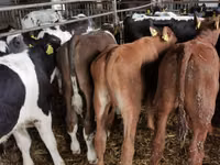 Bou, Simmental cattle — foto 1