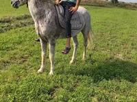 At, Azerbaijan horse — foto 2