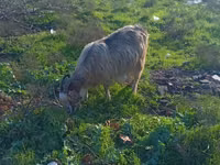 Ram, Sheep — photo 3