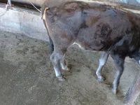 بقرة, Russian Black pied cattle — الصورة 5
