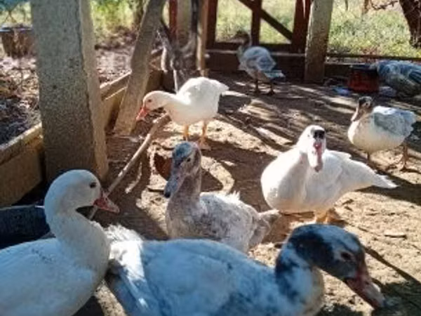 Ducks