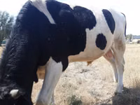 Bou, Russian Black pied cattle — foto 4