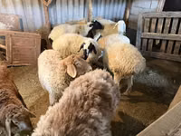 母羊, Sheep — 照片 2