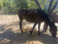 Jument, Kyrgyz Horse — photo 1