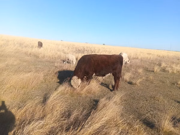 Bou, Swiss cattle