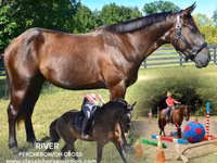 Aygʻir, Percheron — 1-rasm