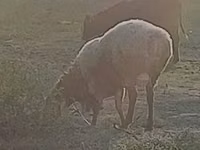 Carnero, Rhon sheep — foto 4