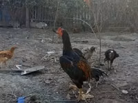 Chickens — photo 1