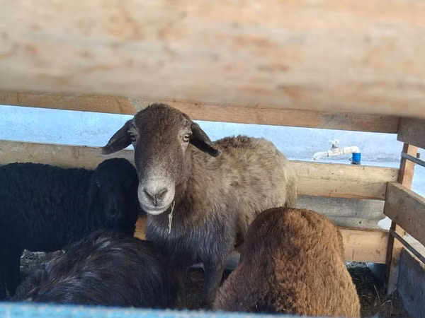 母羊, Arabi sheep