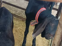 Cabro, Kamori goats — foto 1