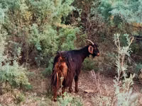 Boucs, Chèvres — photo 1