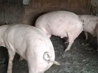 Porci (lot, sex nespecificat), Porci — foto 6