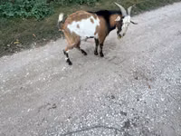 Țap, Capre — foto 4