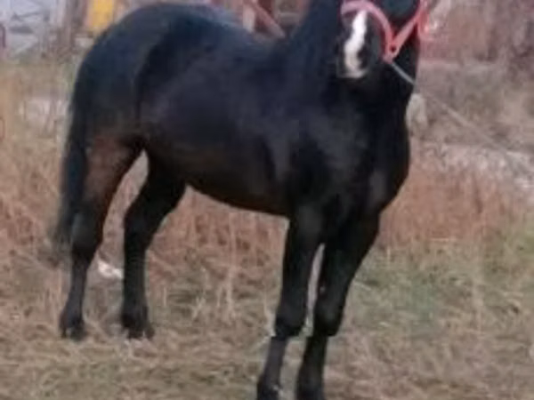 公马, Horses