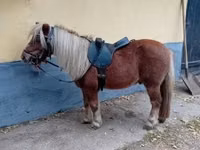 Hengst, Shetland Pony — Foto 5