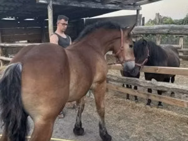 公马, Horses