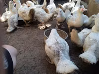 Ducks — 4-rasm