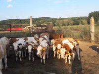 Buqa, Simmental cattle — 1-rasm