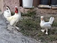 Chickens — photo 2