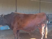 Toro, Ganado vacuno — foto 1
