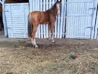 فرس, Dutch warmblood horse — الصورة 4