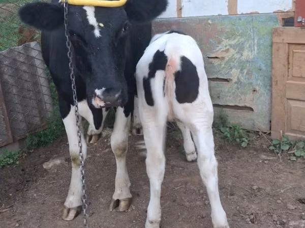Kuh, Russian Black pied cattle — Republik Moldau