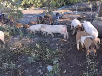 Vier, Porci — foto 3