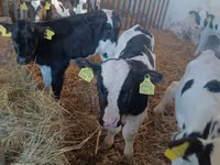 Buqa, Russian Black pied cattle — 3-rasm