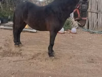 公马, Horses — 照片 4