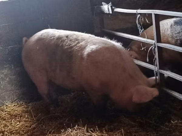 Scroafă, Porci