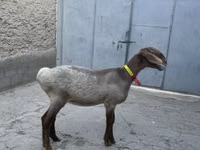 نعجة, Arashan sheep — الصورة 4