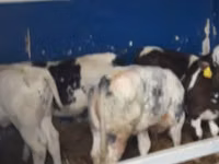 Bovine (lot, sex nespecificat), Bovine — foto 4