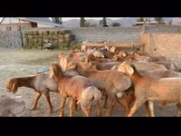 Berbec, Karakul sheep — foto 1