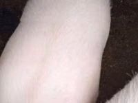Eber, Schweine — Foto 1