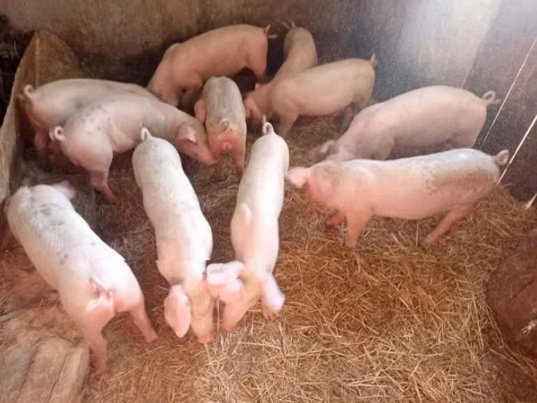Säue, Schweine