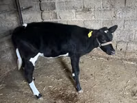Qoramol (partiya, jinsi ko‘rsatilmagan), Russian Black pied cattle — 4-rasm