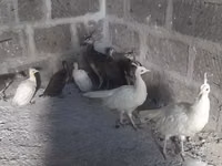 Ağ — foto 1