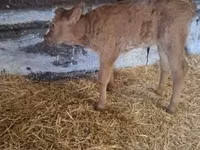 Toro, Ganado vacuno — foto 1