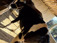 بقرة, Russian Black pied cattle — الصورة 5