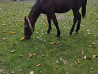 公马, Horses — 照片 7