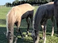 At, Rocky Mountain Horse — foto 4
