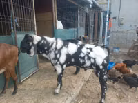 Ziegenbock, Nubian Goat — Foto 2