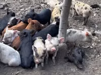 Säue, Schweine — Foto 6